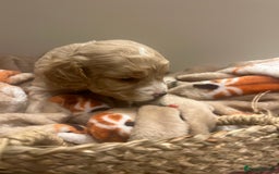 Mixed Breed dogs for sale: BEAUTIFUL PUPPIES - Cockapoo x Sproodle  - Image 8