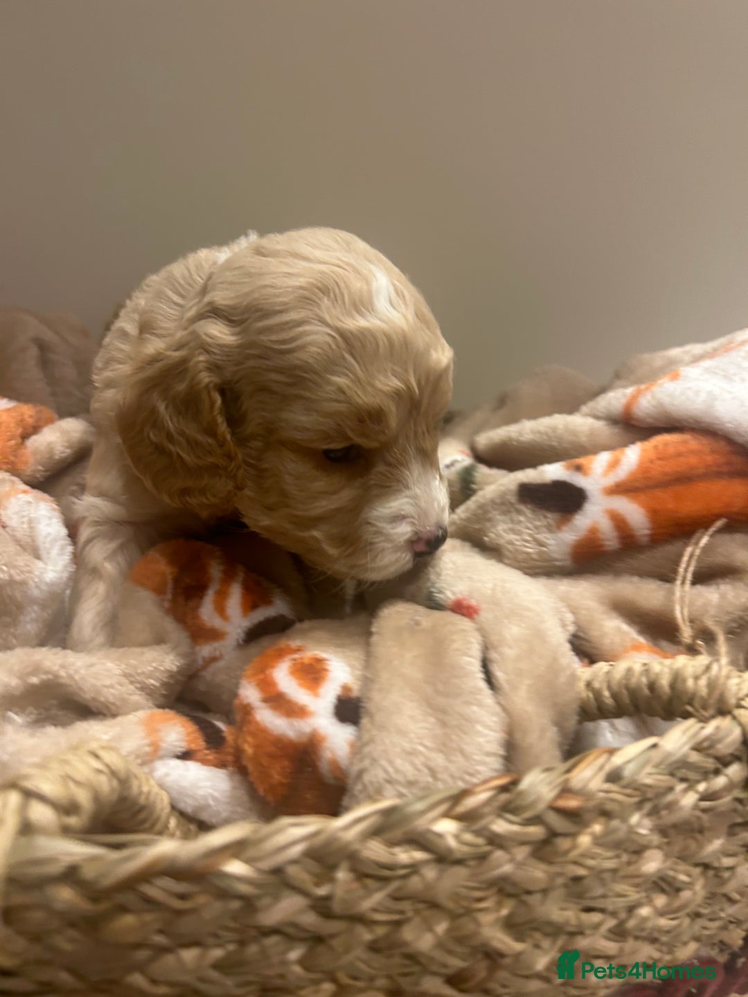 Mixed Breed dogs for sale: BEAUTIFUL PUPPIES - Cockapoo x Sproodle  - Image 8