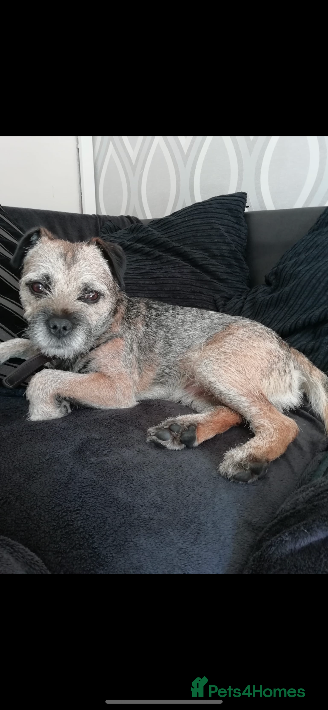 Border Terrier dogs for stud: Great studs  in Rochdale - Image 6