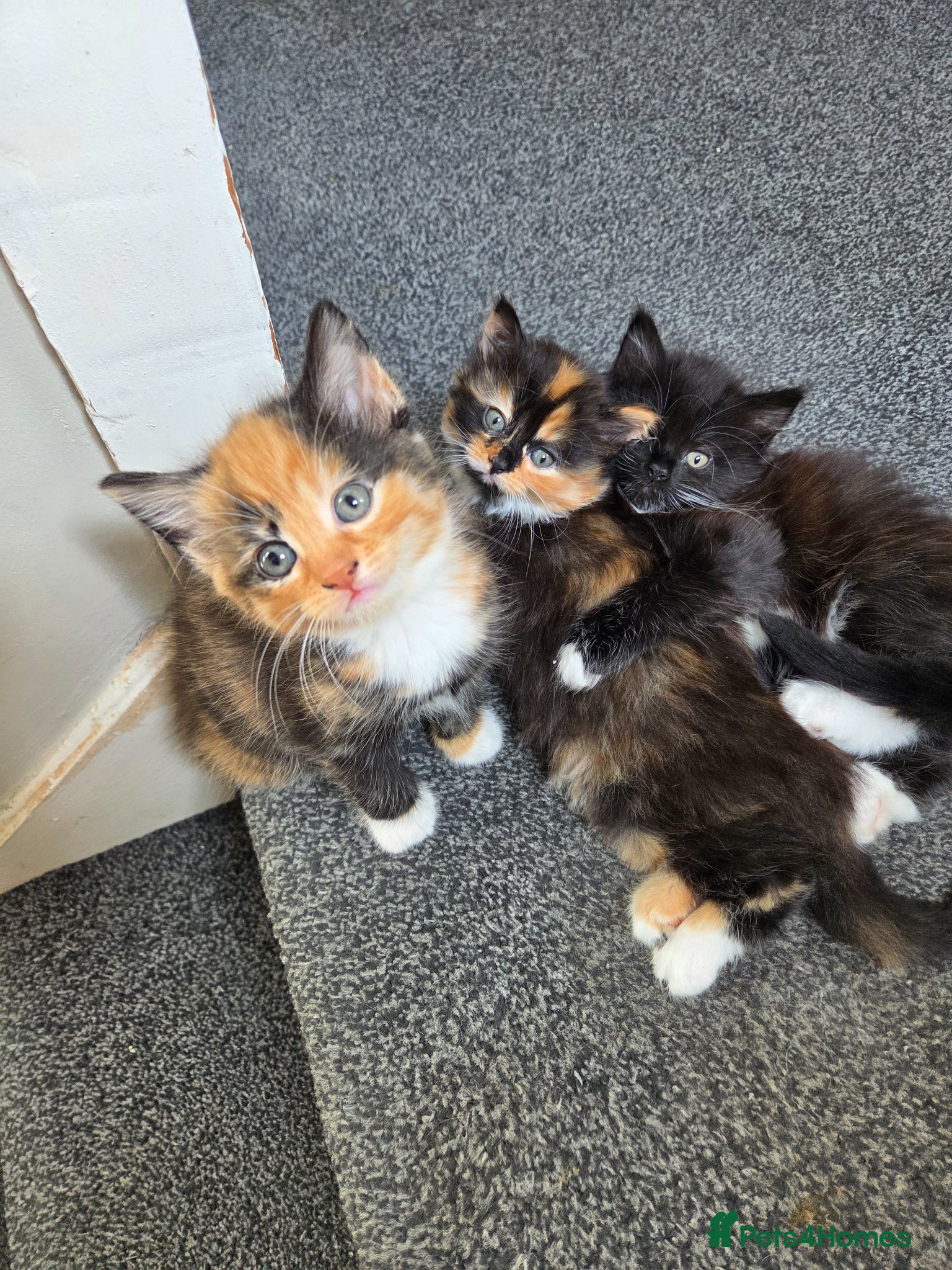 Mixed Breed cats 3 kittens mixed breed  - Advert 2