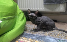 British Shorthair cats for sale: Sphynx boy and British shorthair girl  - Image 6