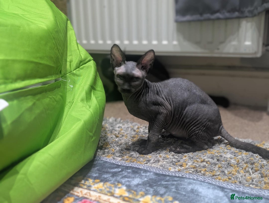British Shorthair cats for sale: Sphynx boy and British shorthair girl  - Image 6
