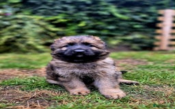 German Shepherd dogs for sale: German Shepherd Puppies - Image 17