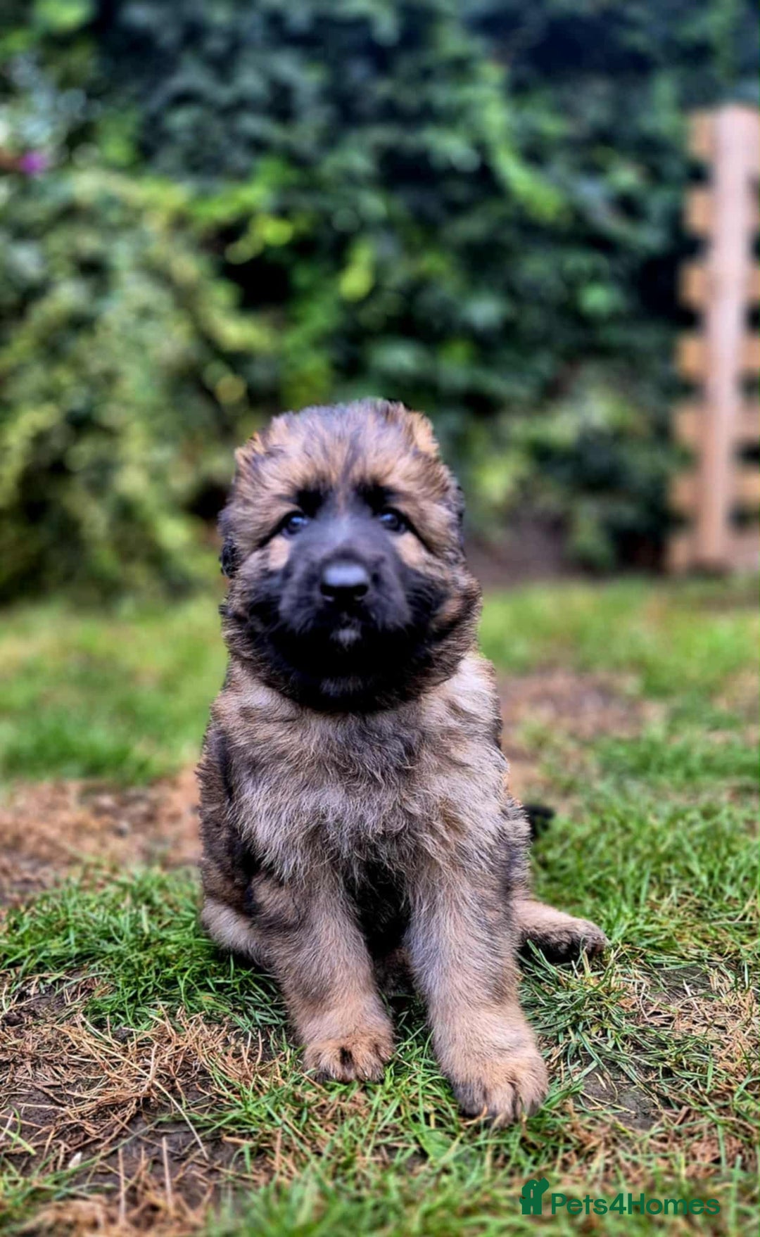 German Shepherd dogs for sale: German Shepherd Puppies - Image 17