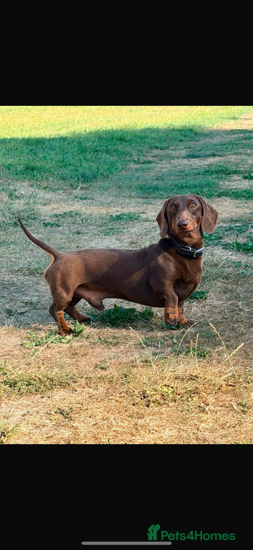 Miniature Dachshund dogs for stud: Mini Dachshund MANY PROVEN LITTERS!  - Advert 2