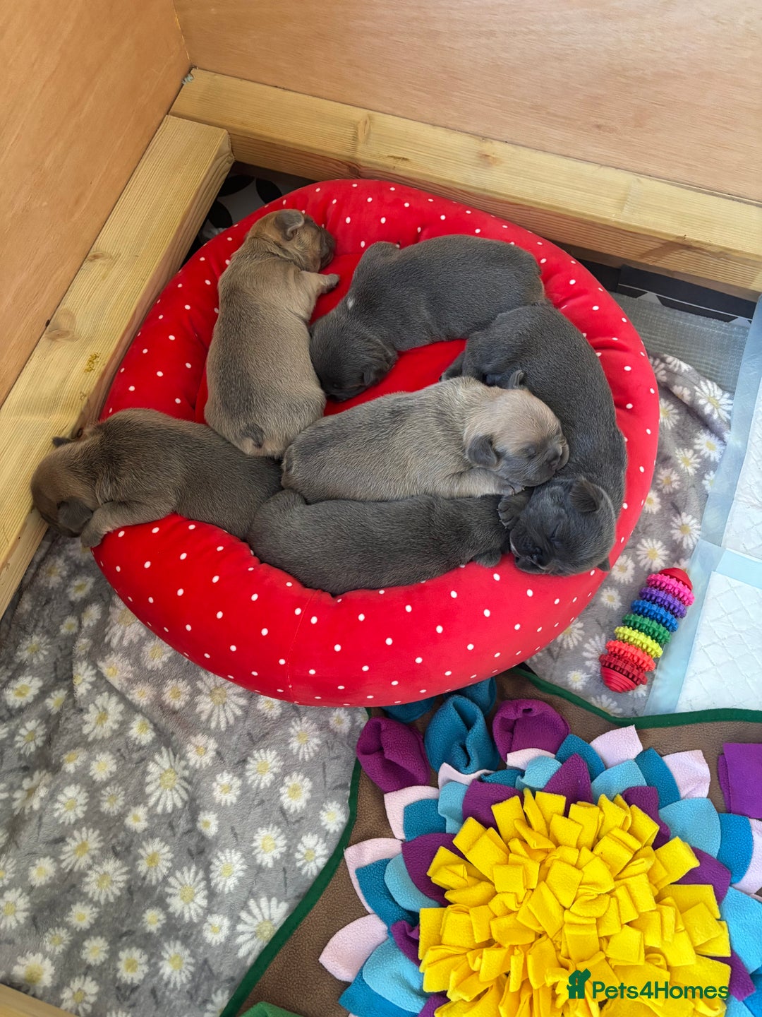 French Bulldog dogs for sale: Beautiful Well Bred French Bulldogs  - Image 9