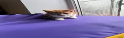Mixed Breed cats for sale: 4 STUNNING KITTENS READY FOR A LOVING HOME - Advert 5