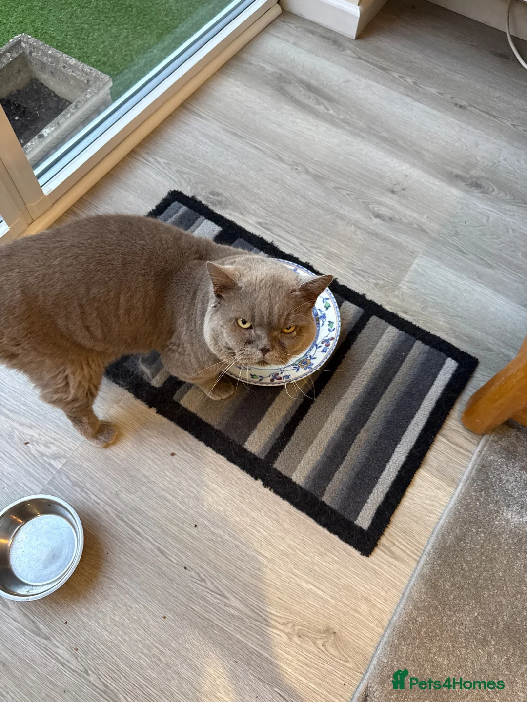 British Shorthair cats for sale: Bobby in Shrewsbury - Advert 1