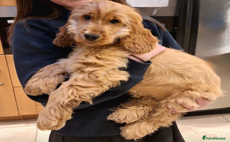 Cocker Spaniel dogs GOLDEN Show Cocker Stud KC EXCEPTIONAL TESTS- LUDO in Bradford-on-Avon - Advert 14