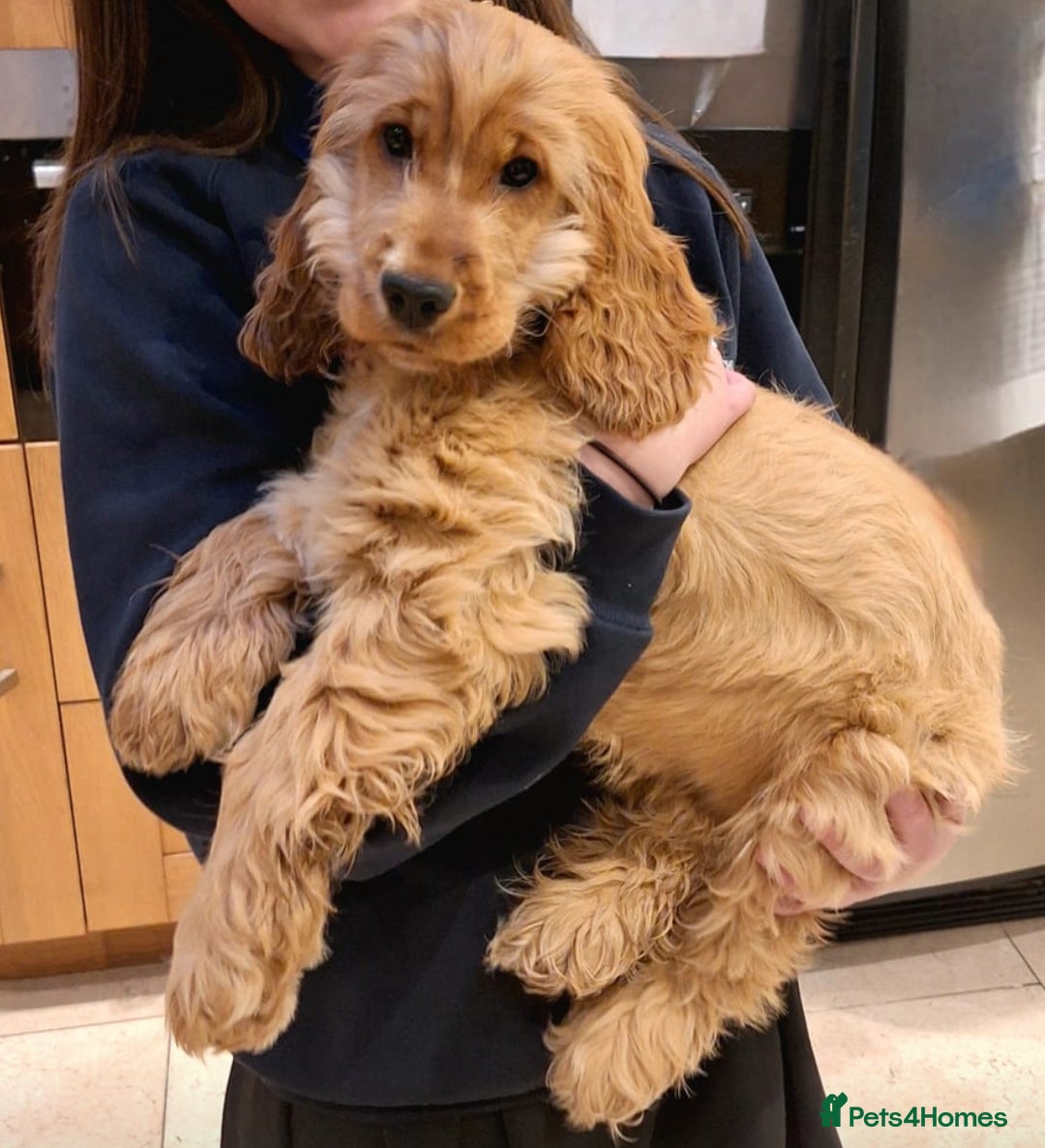 Cocker Spaniel dogs for stud: GOLDEN Show Cocker Pedigree Stud KC/BVA Tested in Bradford-on-Avon - Advert 2