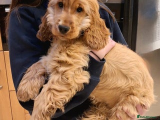 Cocker Spaniel dogs GOLDEN Show Cocker Stud KC EXCEPTIONAL TESTS- LUDO in Bradford-on-Avon - Advert 11