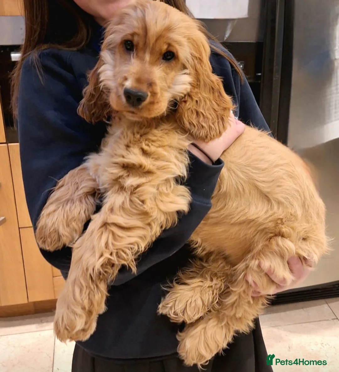 Cocker Spaniel dogs for stud: LUDO - GOLDEN Show Cocker Pedigree Stud TOP Tested in Bradford-on-Avon - Advert 22