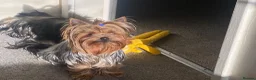 Yorkshire Terrier dogs for stud: KC registered Yorkshire Terrier Stud dog  - Advert 4