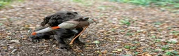 Cocker Spaniel dogs for sale: Sort hard to find - Advert 13