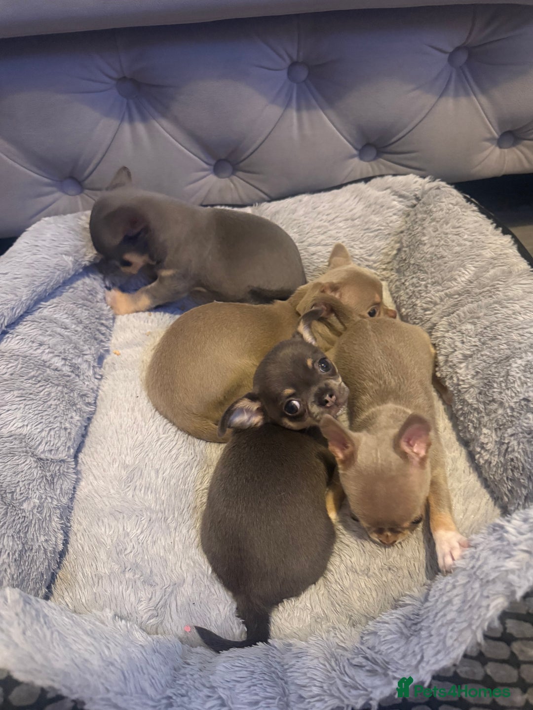 Chihuahua dogs for sale: The smallest girl is still available 🏡 last pup - Image 7
