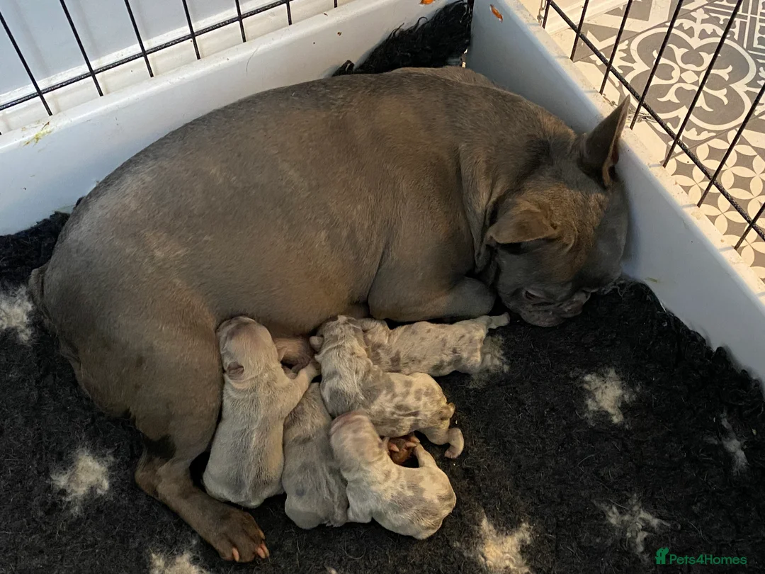 French Bulldog dogs for stud: HEALTH TESTED BLUE MERLE & TAN STUD CARRYING COCOA in Boston - Advert 4
