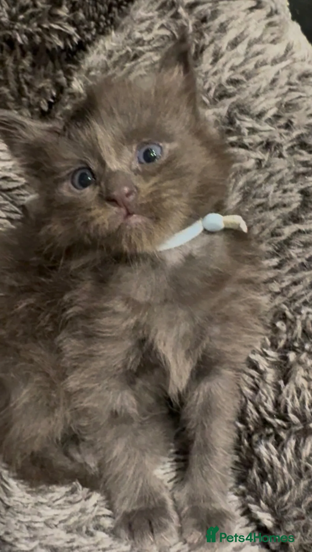 Maine Coon cats for sale: Stunning TICA GCCF Russian Blue Maine Coons - Advert 1
