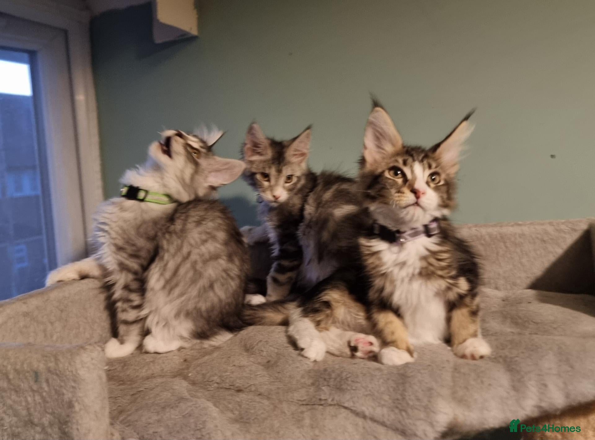 Maine Coon cats Tica!! Amazing kittens - Advert 10
