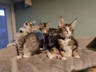 Maine Coon cats Tica!! Amazing kittens - Advert 10