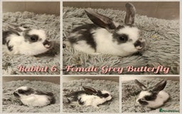 Mini Lop rabbits for sale: Beautiful Mini Lop Baby Rabbits  - Image 4