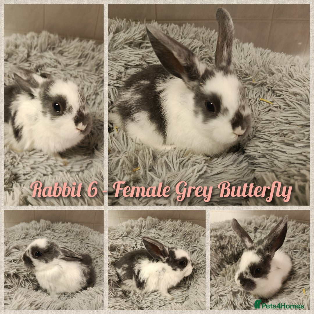 Mini Lop rabbits for sale: Beautiful Mini Lop Baby Rabbits  - Image 4