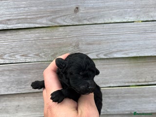 Toy Poodle dogs Toy poodles - Advert 2