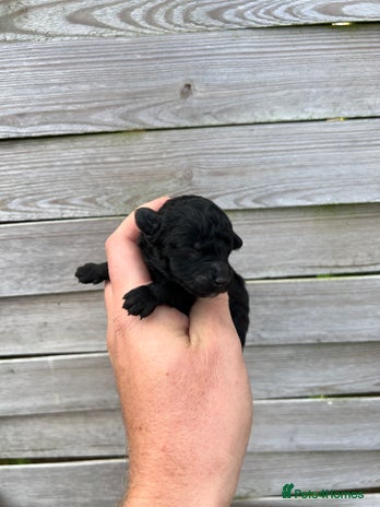 Toy Poodle dogs Toy poodles - Advert 2