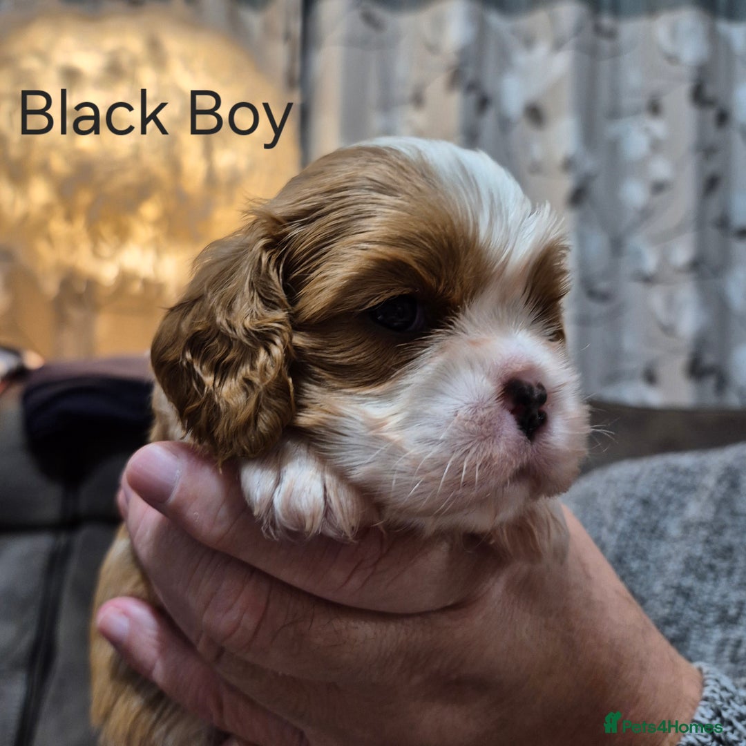Cavalier King Charles Spaniel dogs for sale: KC Registered, Cavalier King Charles Spaniels  - Image 8