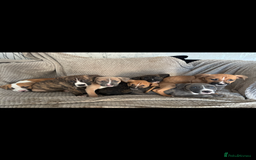 Mixed Breed dogs for sale: Presa canairo x American bulldog  - Image 20