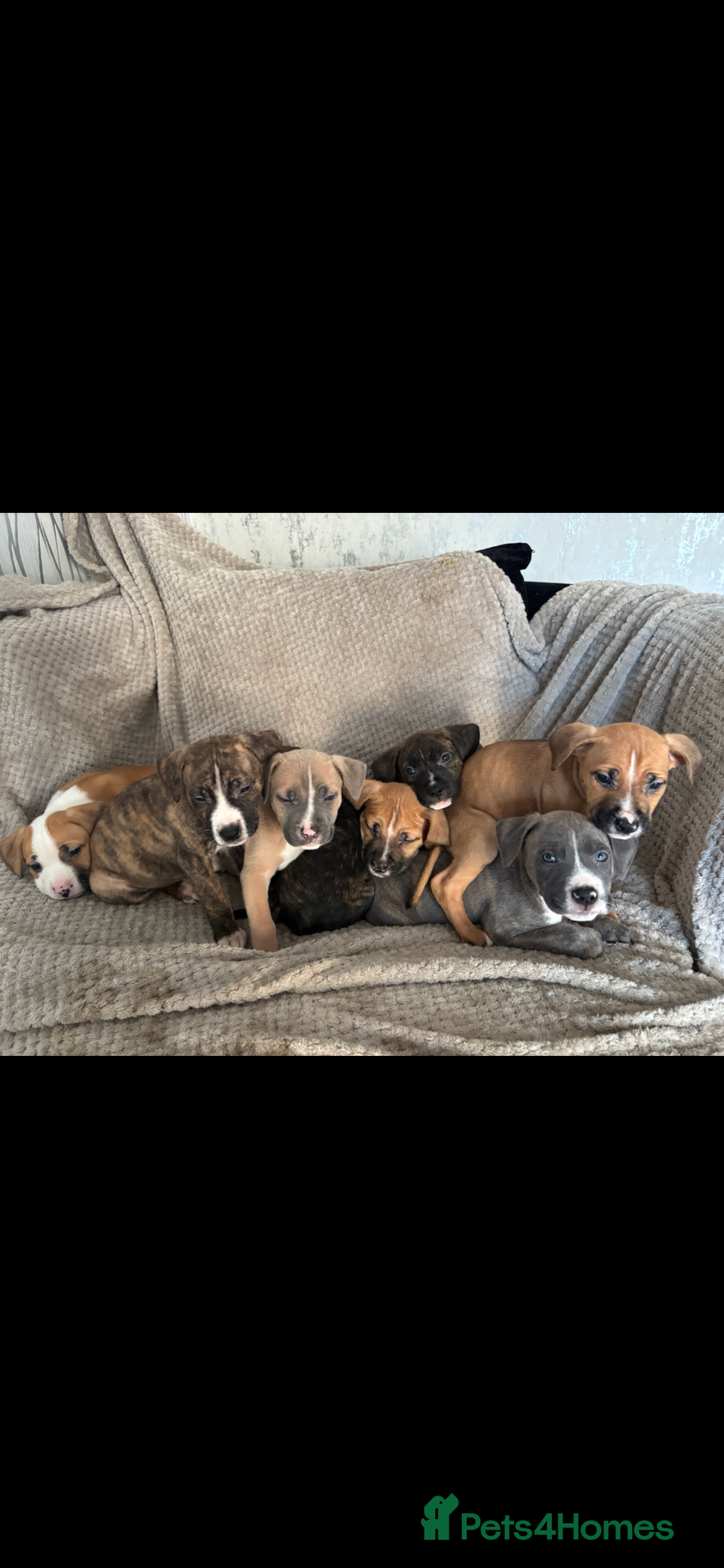 Mixed Breed dogs for sale: Presa canairo x American bulldog  - Image 20