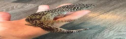 Leopard Gecko reptiles for sale: Community of leopard geckos  - Advert 10