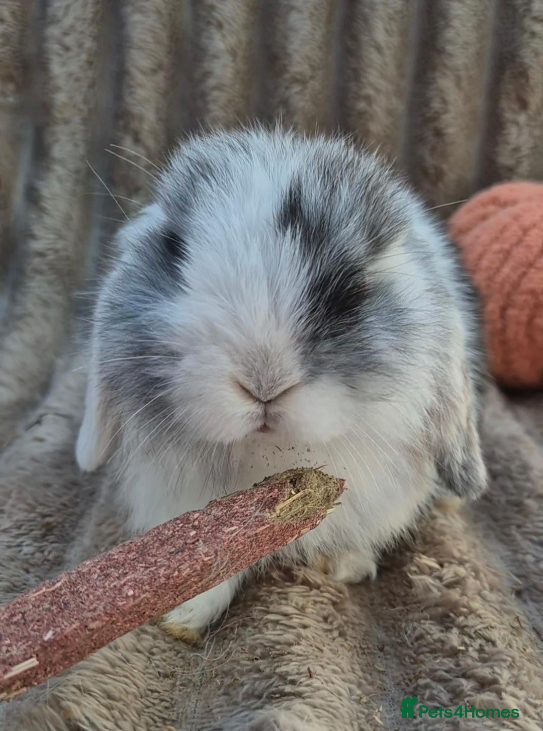 Mini Lop rabbits Mini lop Rabbit  - Advert 3