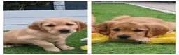 Golden Retriever dogs for sale: Lovely Golden Retriever Puppy's  - Advert 1