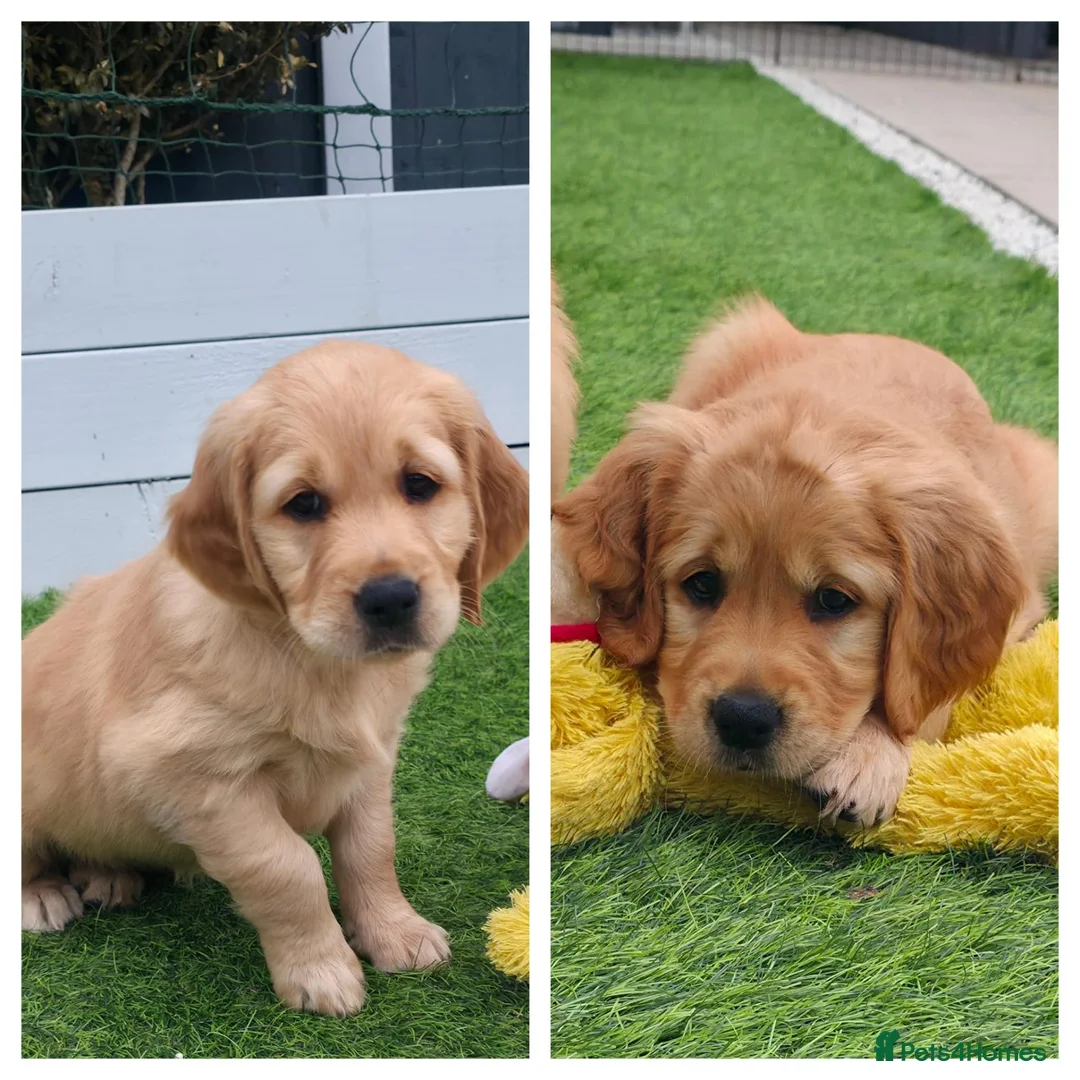 Golden Retriever dogs for sale: Lovely Golden Retriever Puppy's  - Advert 1