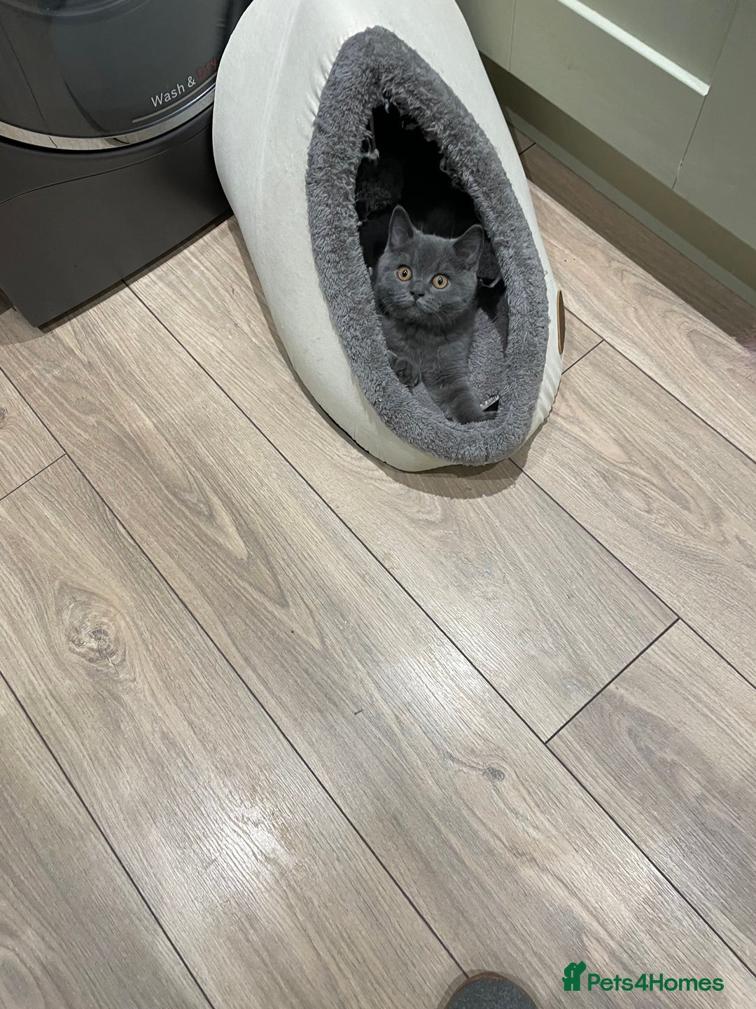 British Shorthair cats for sale: British Blue  - Image 2
