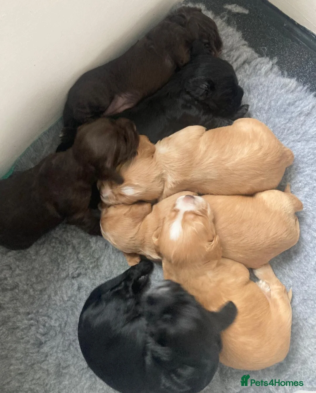 Cocker Spaniel dogs for sale: Working Cocker Spaniels for sale - Advert 2