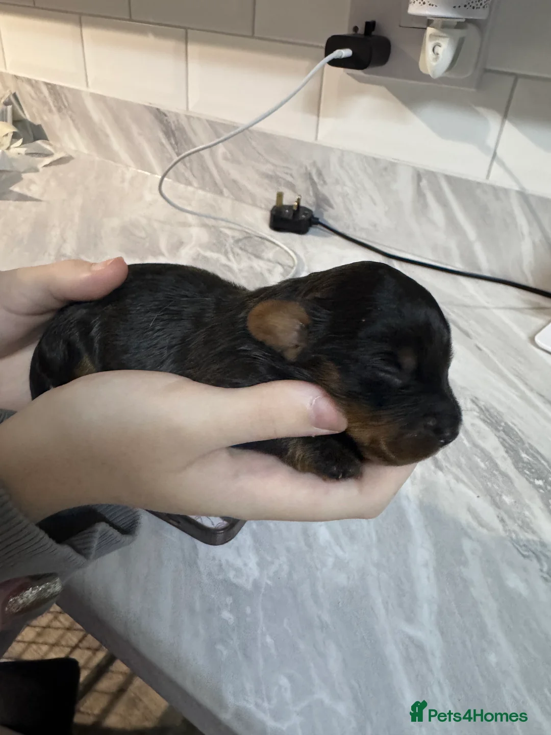 Doxiepoo dogs for sale: Beautiful doxipoo baby’s  - Advert 9