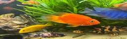 Cichlids fish for sale: Cichlids and clown loach for sale  in Ware - Advert 11