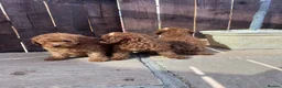 Toy Poodle dogs for sale: DNA health tested Toy Poodles  - Advert 6
