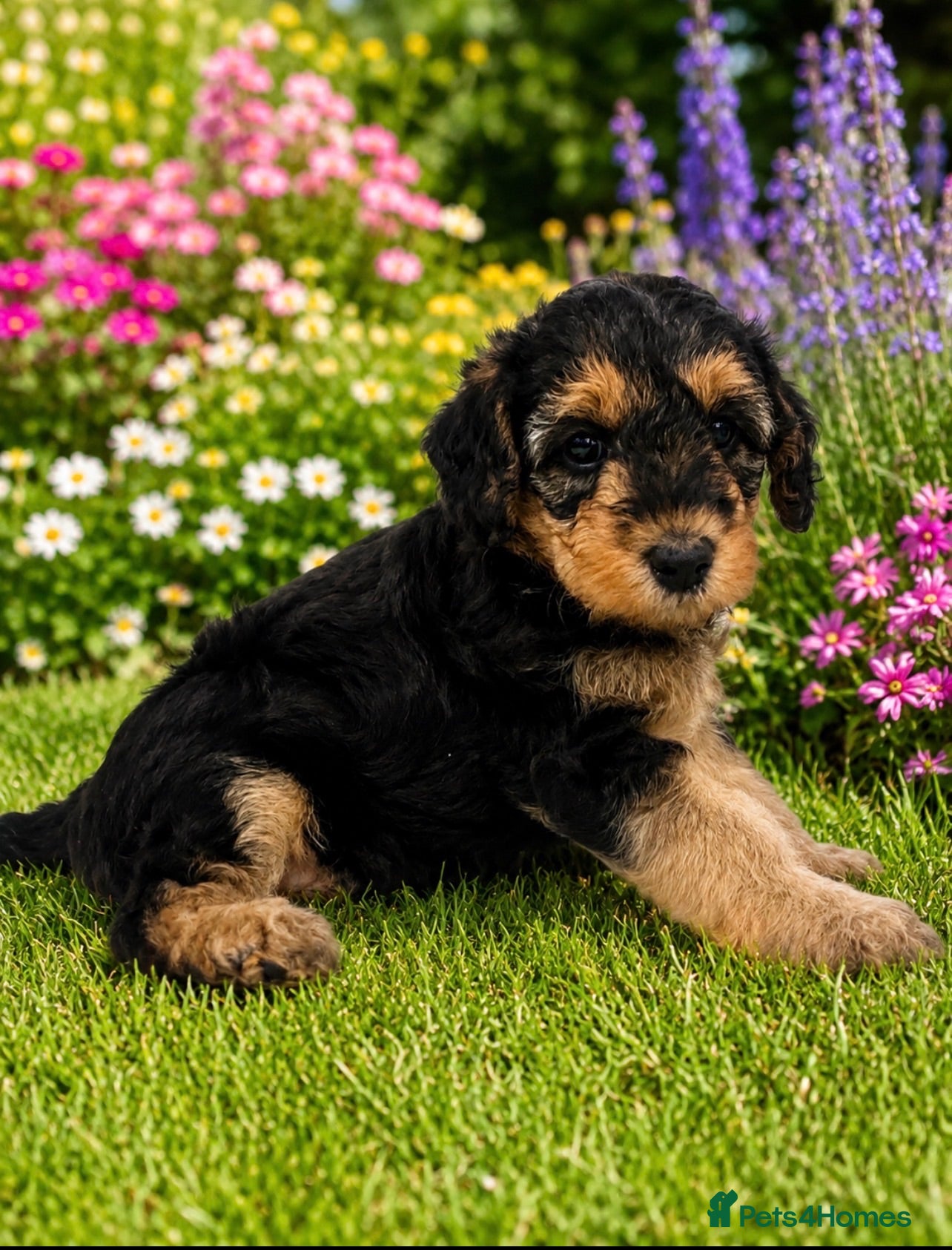 Mixed Breed dogs Airedoodles F1 airedale mum. Phantom poodle dad  - Advert 2