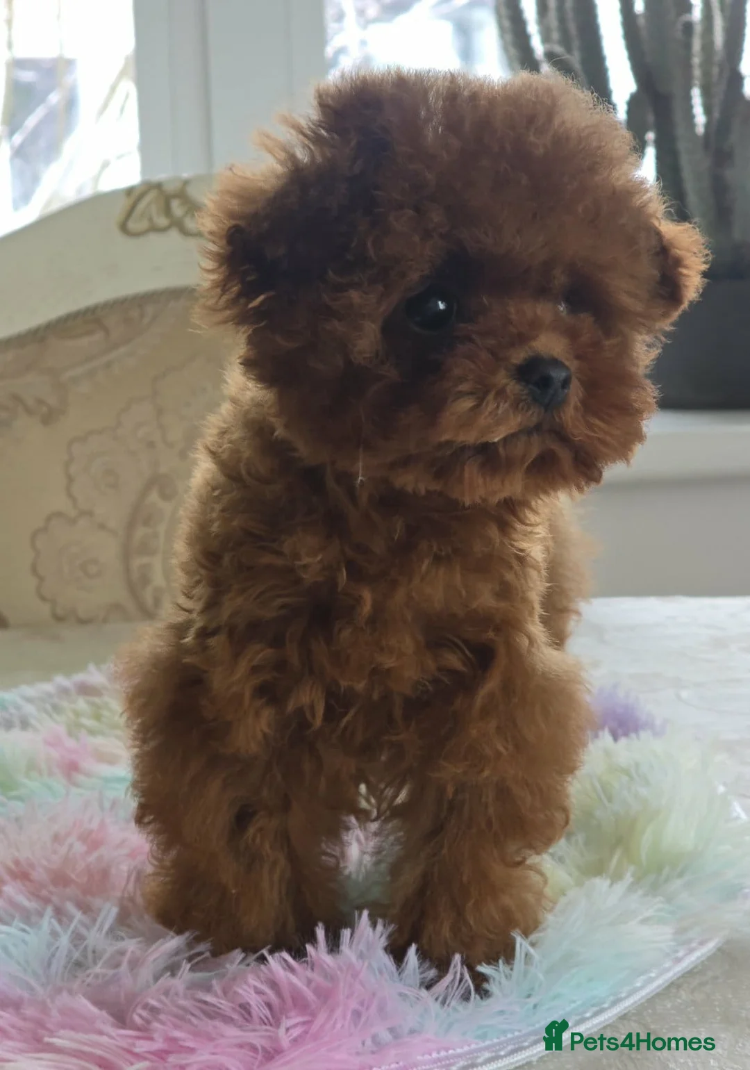 Toy Poodle dogs for sale: Small  **  Asian Poodle Boy in Grays - Advert 2