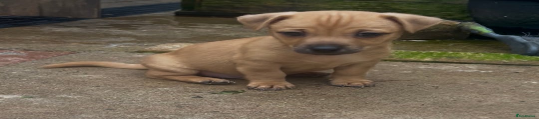 Jack Russell Puppy 2
