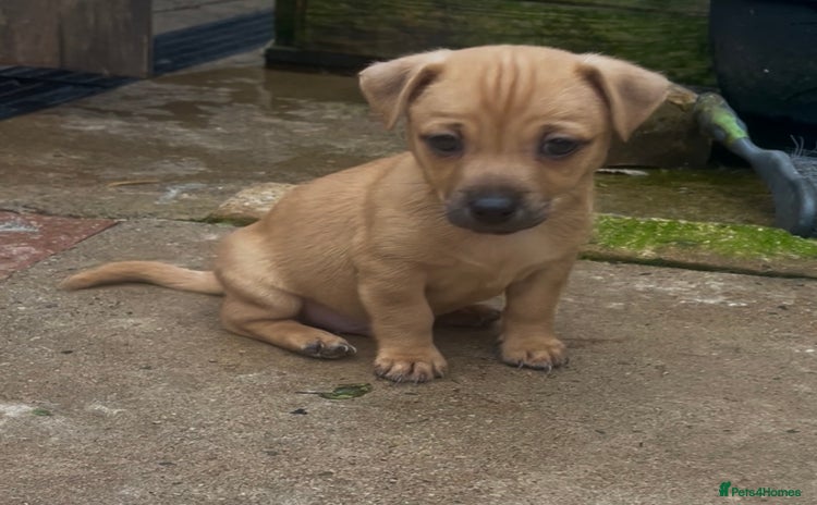 Jack Russell dogs - Advert 11