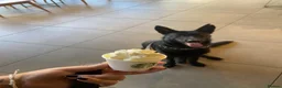 German Shepherd dogs for sale: Lucy  - Advert 11