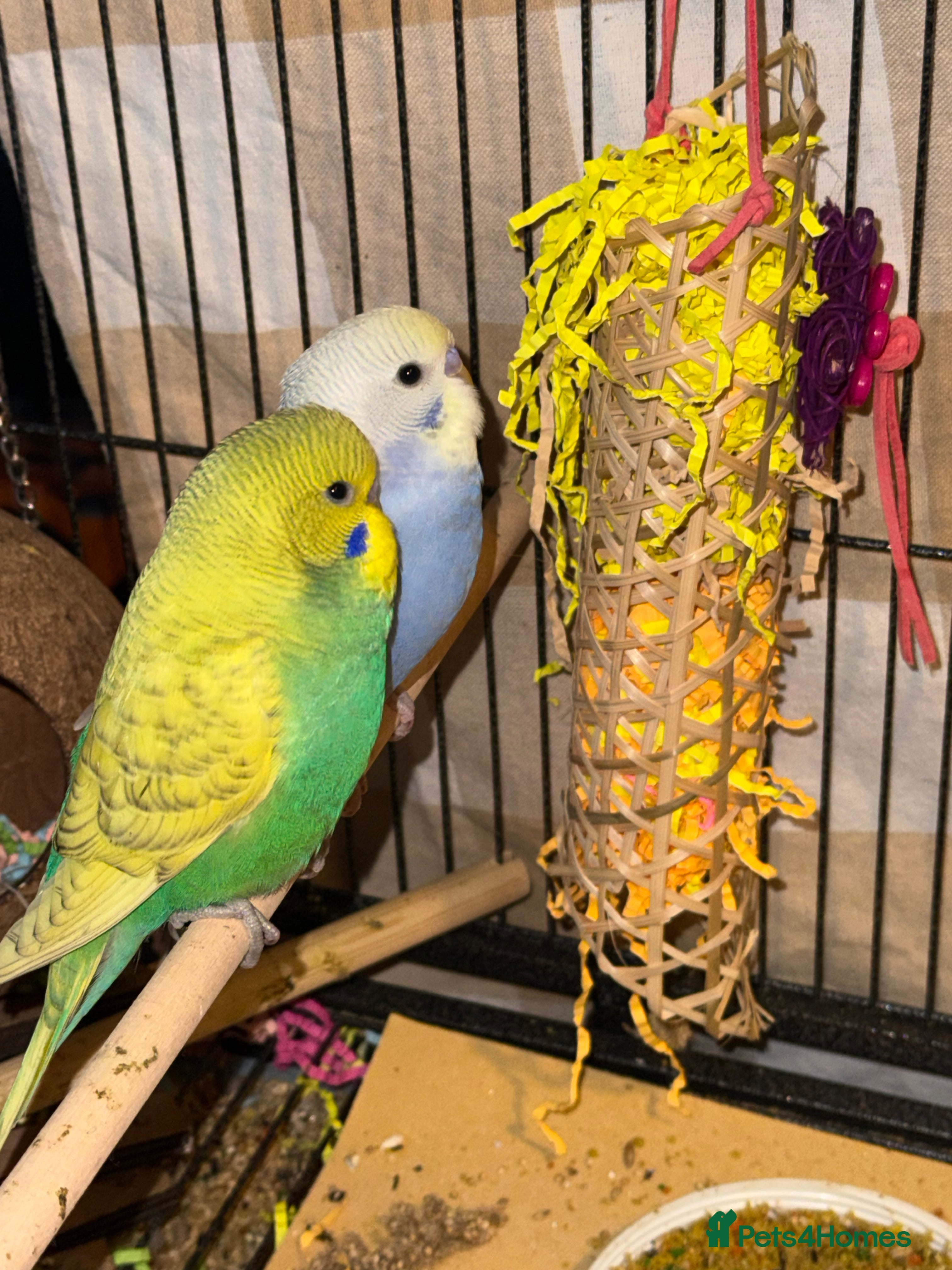 Budgerigars birds  pair of beautiful male budgies  10 weeks old  - Advert 15