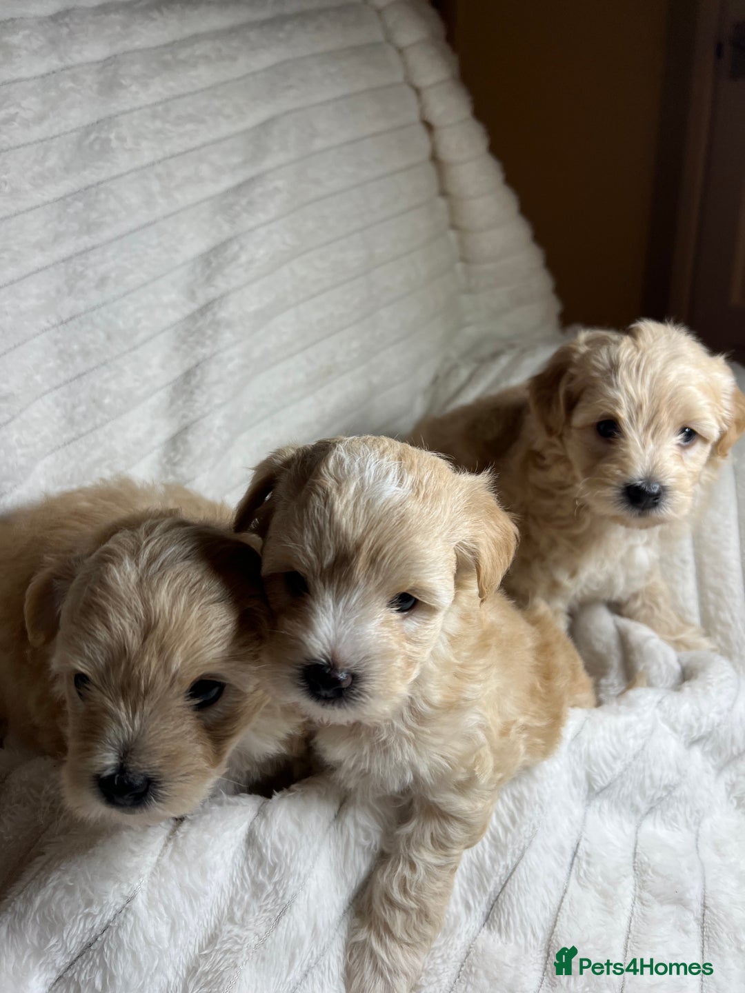 Maltipoo dogs for sale: Maltipoo puppies  - Advert 31