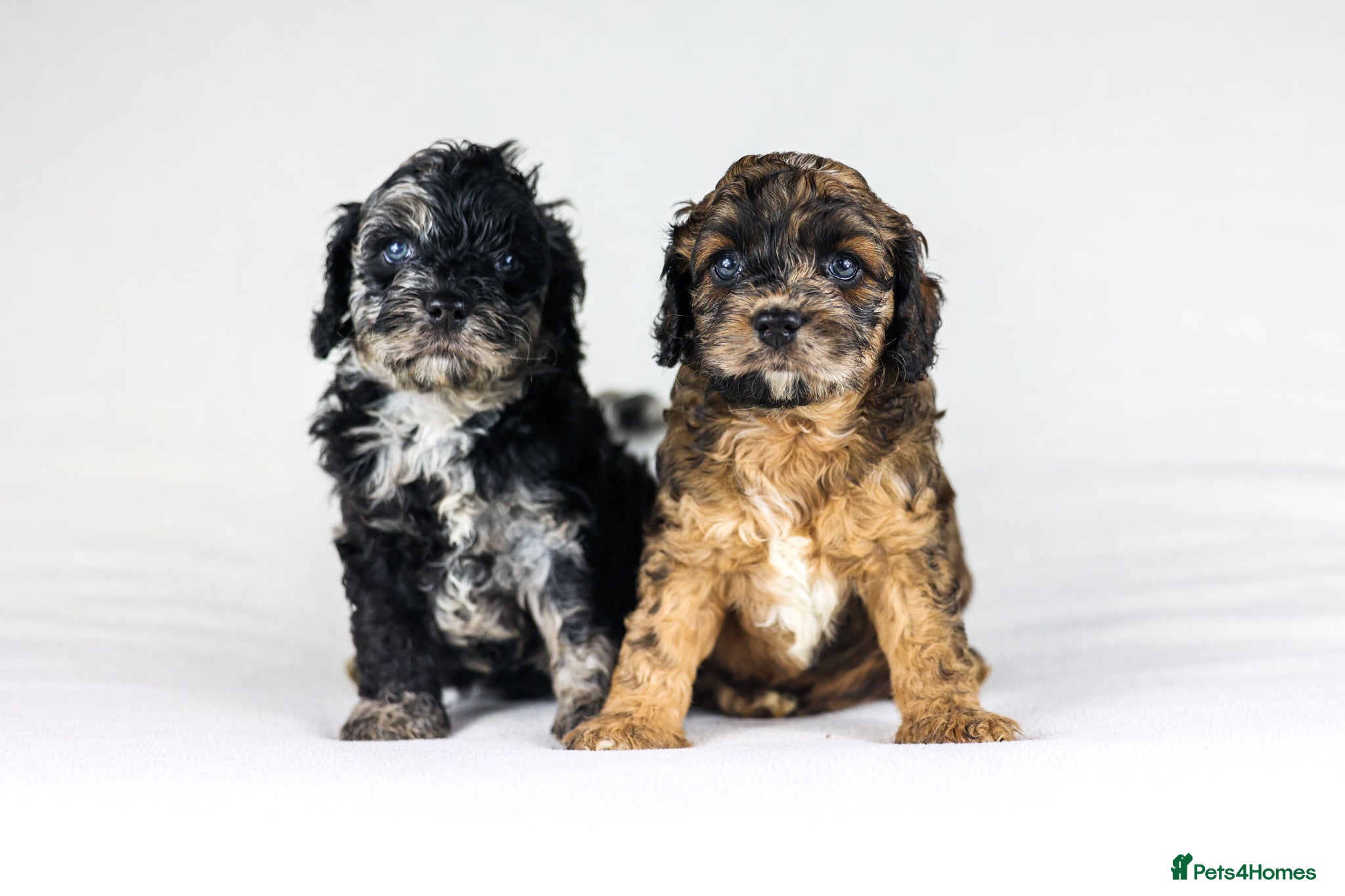 Cavapoo dogs Cavapoos boys and girls ❤️ - Advert 3