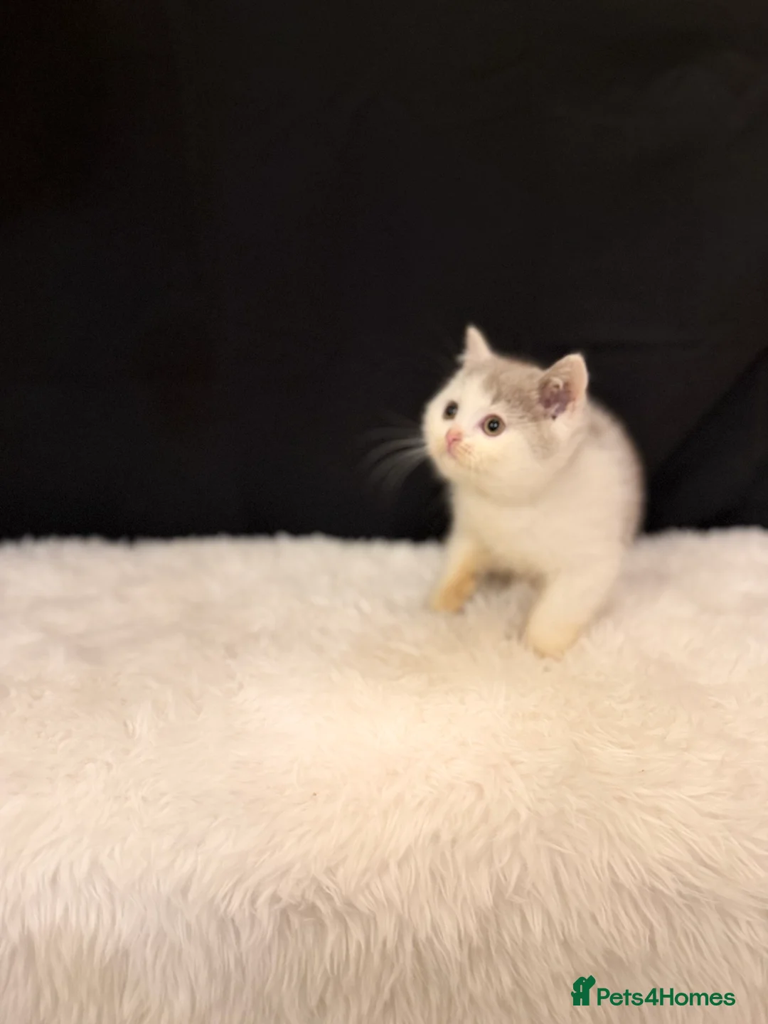 British Shorthair cats for sale: Full Pedigree Registered BSH - Advert 20