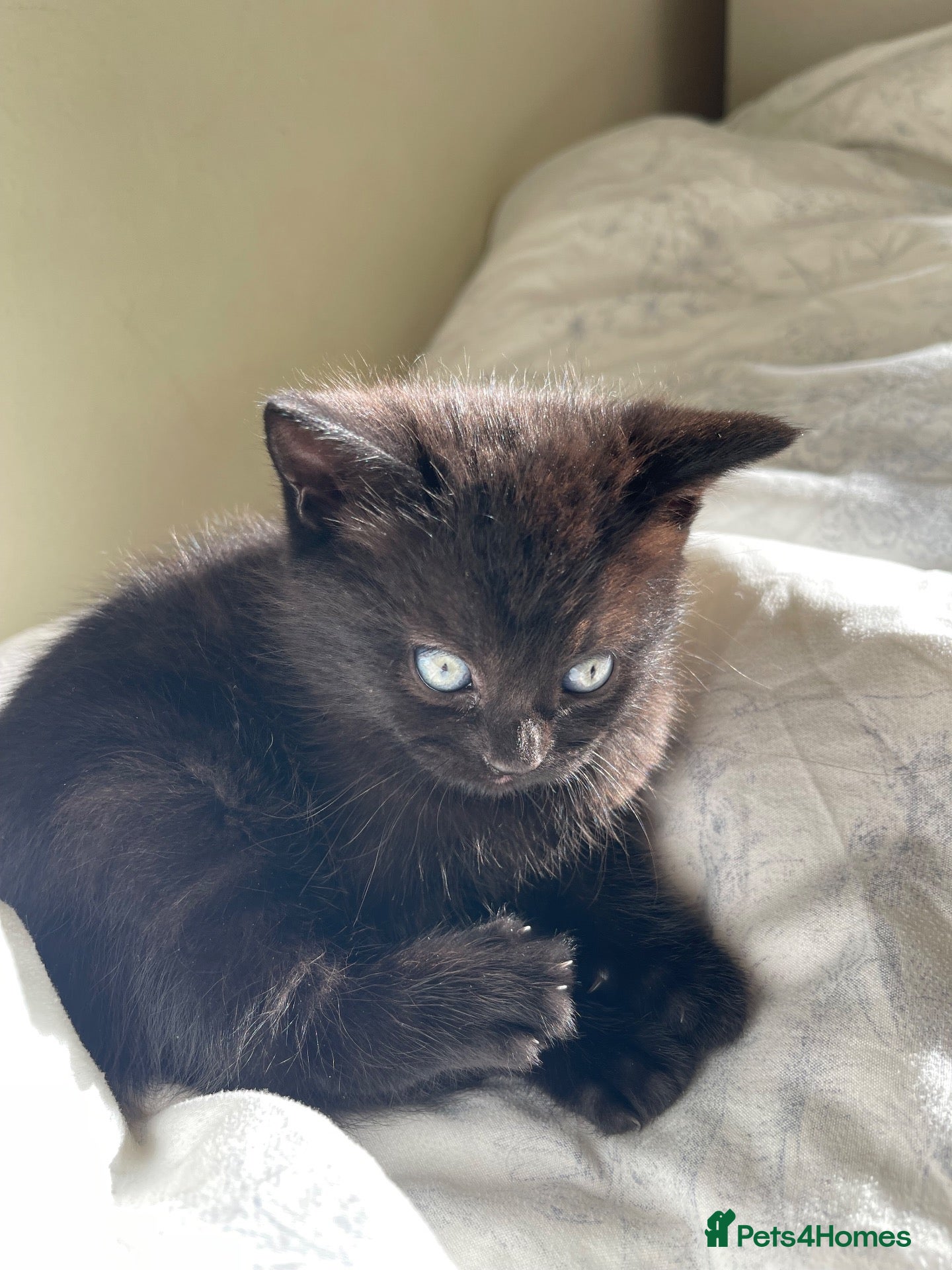 Mixed Breed cats 🐾 Beautiful Kittens Looking for Loving Homes 🐾 - Advert 1