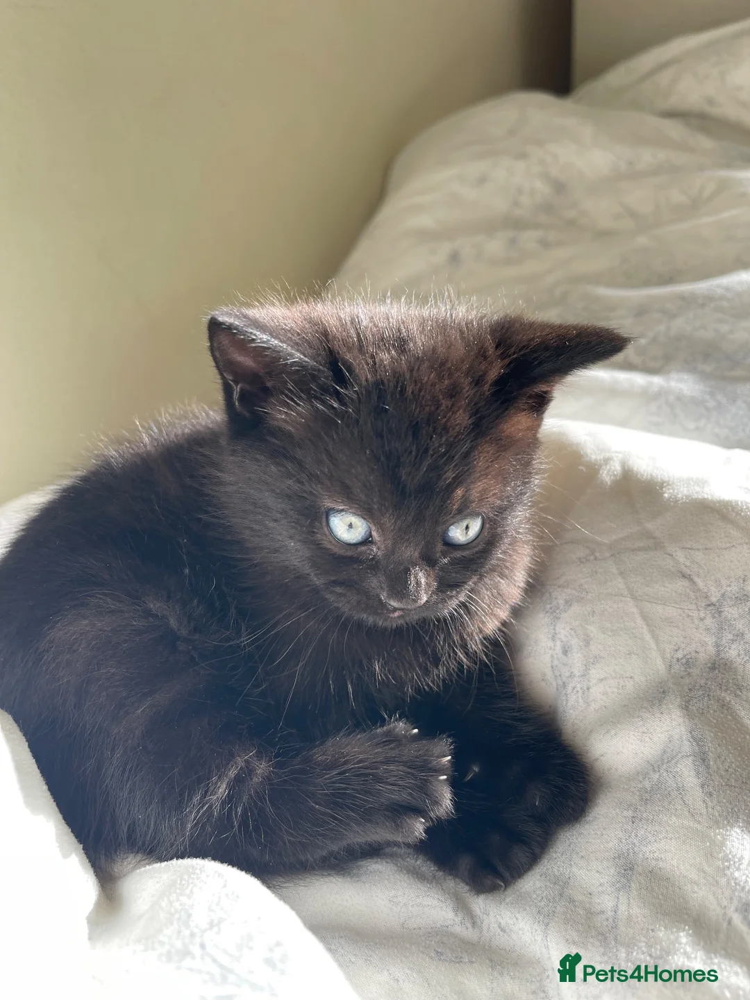 Mixed Breed cats for sale: 🐾 Beautiful Kittens Looking for Loving Homes 🐾 - Advert 1
